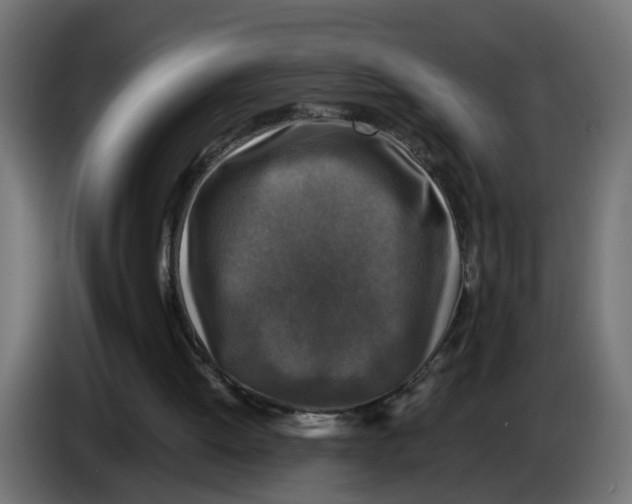 X0000083560052200703021730