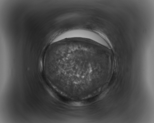 X0000083560061200703021731