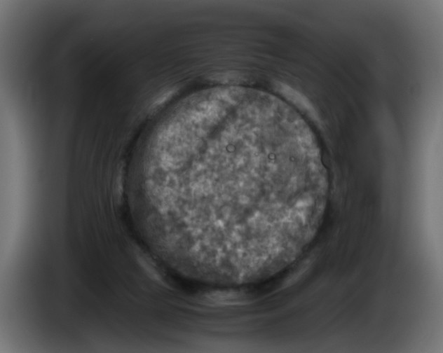 X0000083560065200703021731