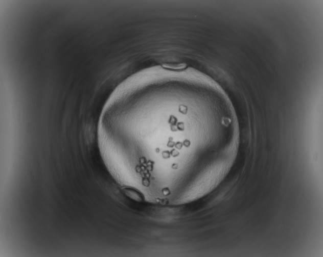 X0000083560081200703021731