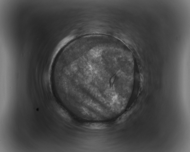 X0000083560104200703021730