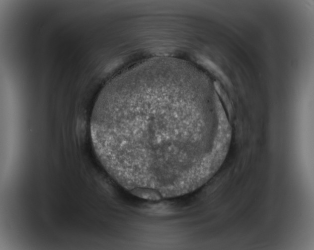 X0000083560113200703021730