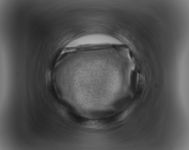 X0000083560117200703021730