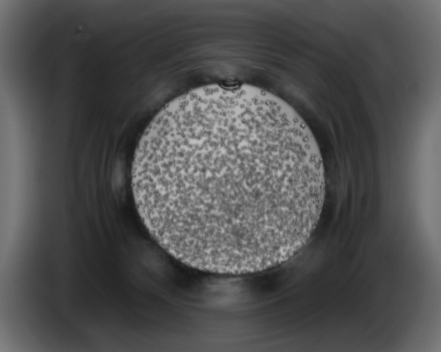 X0000083560132200703021730