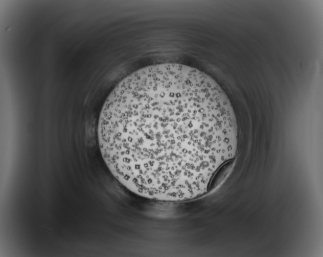 X0000083560144200703021729