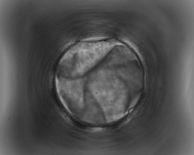 X0000083560153200703021729