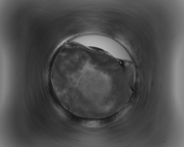 X0000083560156200703021729