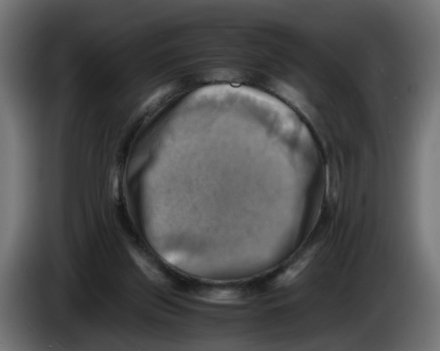 X0000083560157200703021729