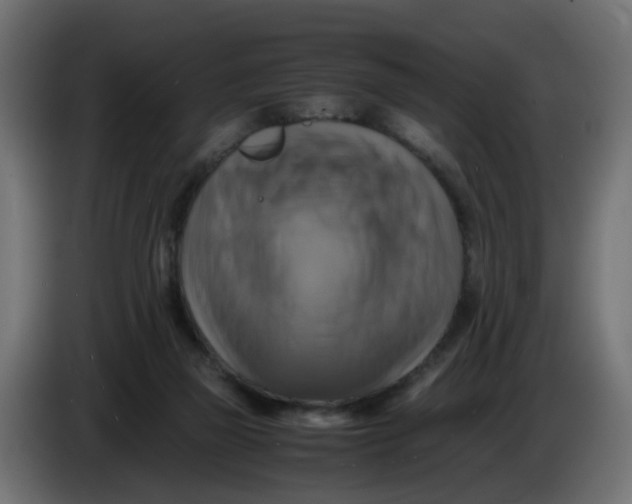 X0000083560165200703021729