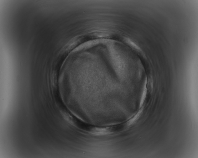 X0000083560170200703021729