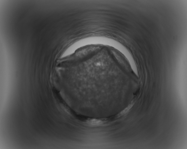 X0000083560180200703021729