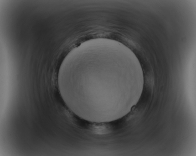 X0000083560181200703021729