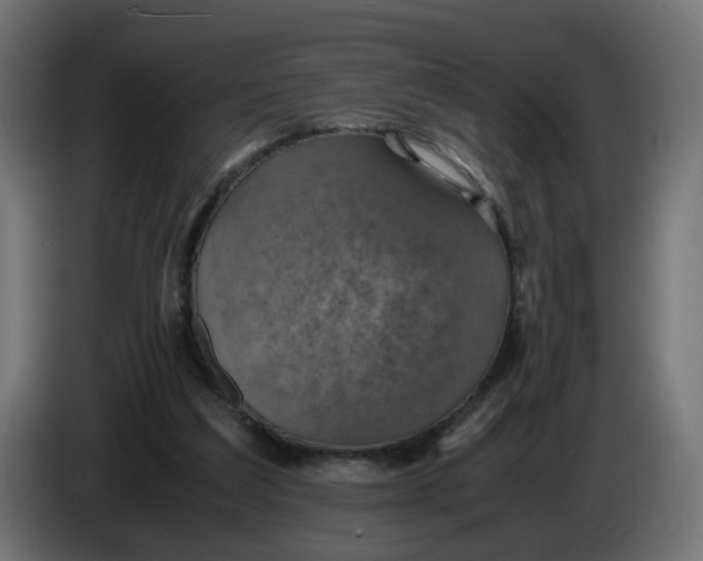 X0000083560203200703021728