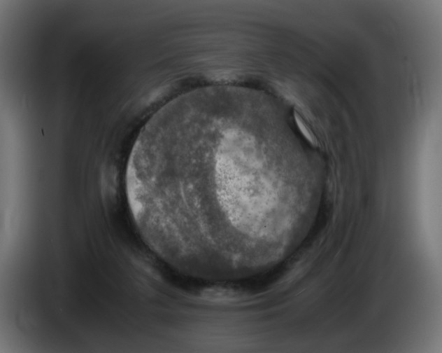 X0000083560211200703021728