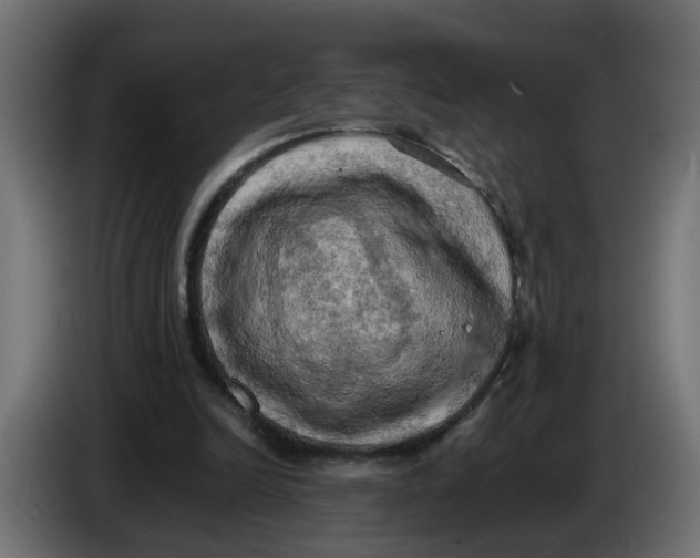 X0000083560246200703021727