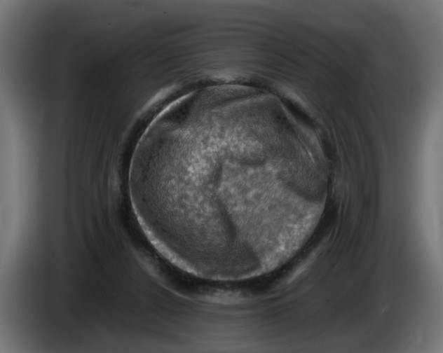 X0000083560256200703021727