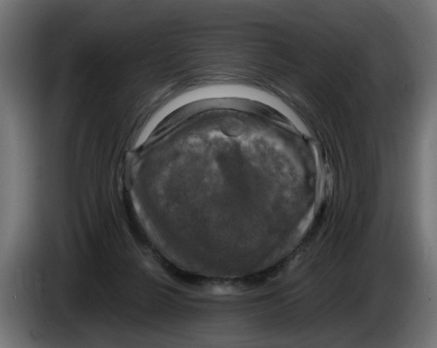 X0000083560264200703021727