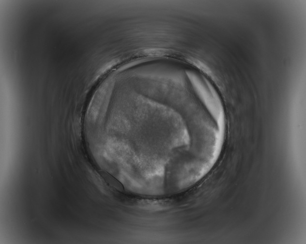 X0000083560297200703021726