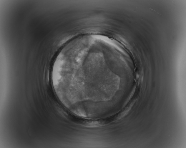 X0000083560301200703021726