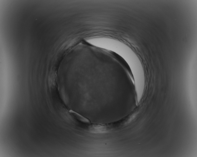 X0000083560325200703021726