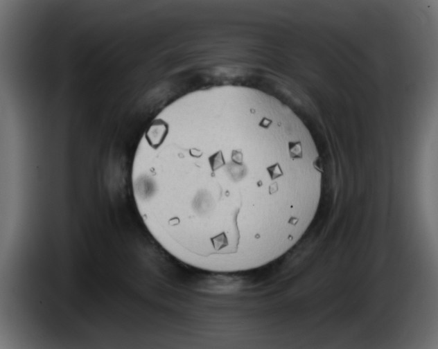 X0000083560328200703021726