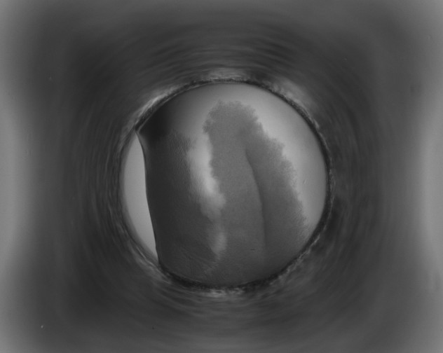 X0000083560345200703021725