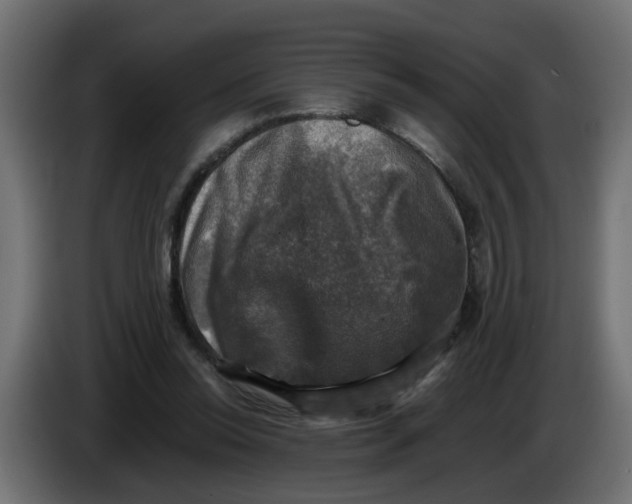 X0000083560350200703021725