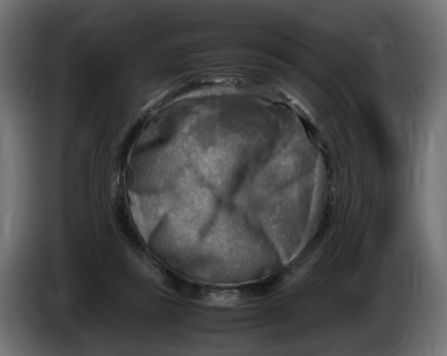 X0000083560355200703021725