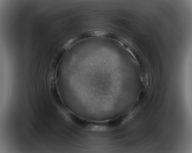 X0000083560360200703021725