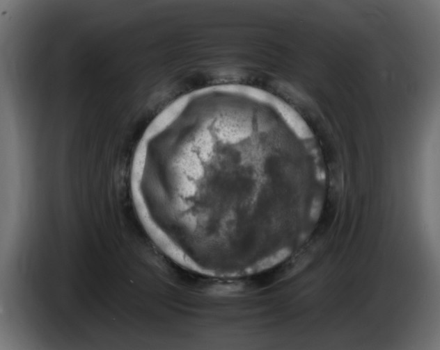 X0000083560369200703021725