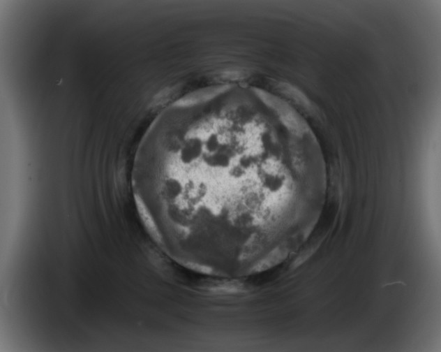 X0000083560377200703021726