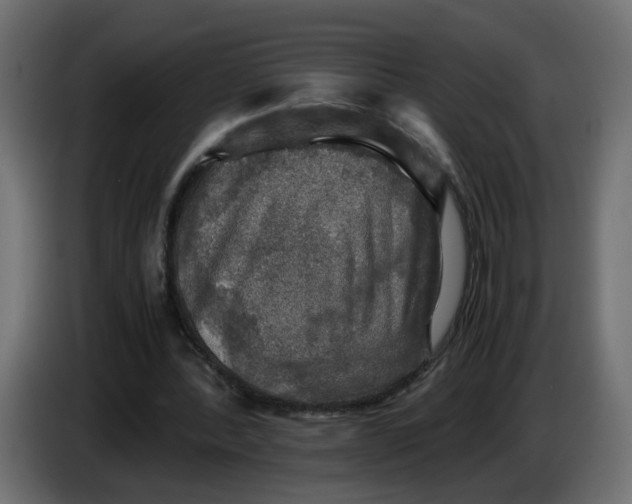 X0000083560388200703021725