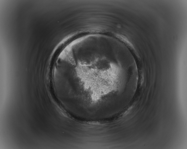 X0000083560392200703021725