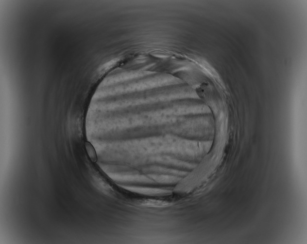 X0000083560393200703021725