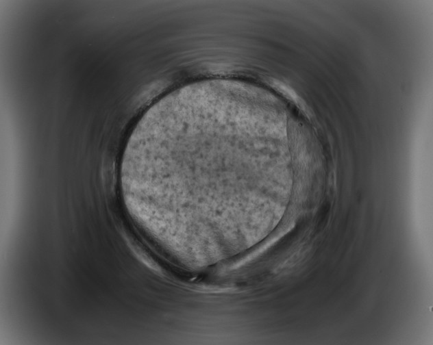 X0000083560397200703021724