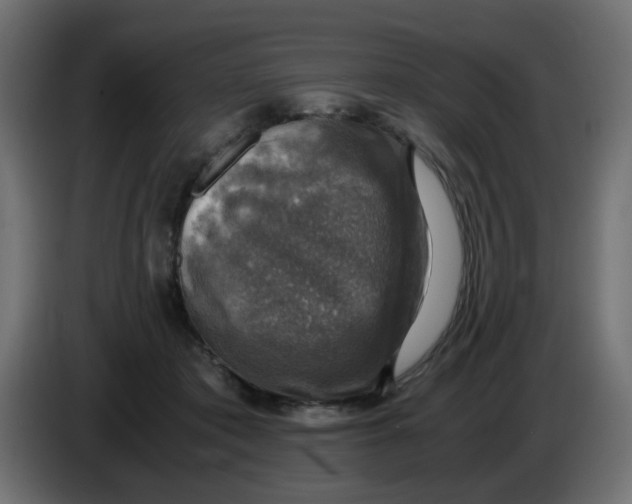 X0000083560413200703021724