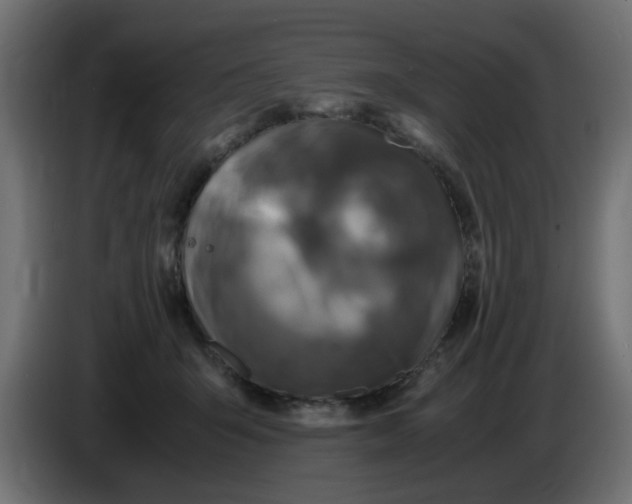 X0000083560415200703021724