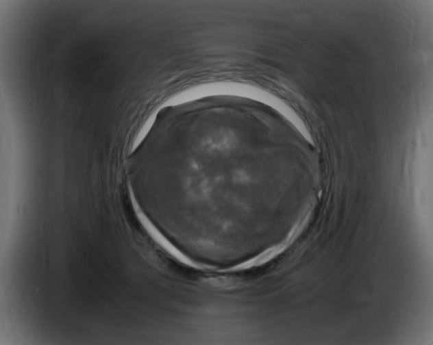 X0000083560417200703021724