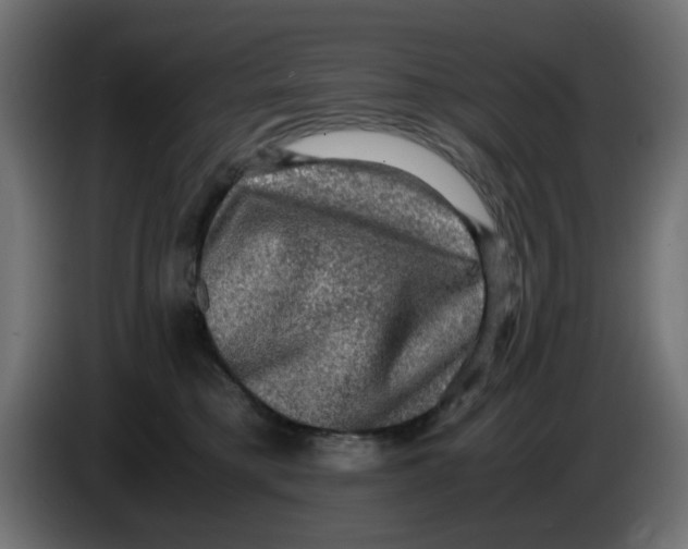 X0000083560421200703021724