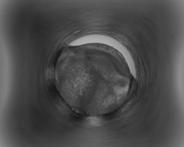 X0000083560425200703021724