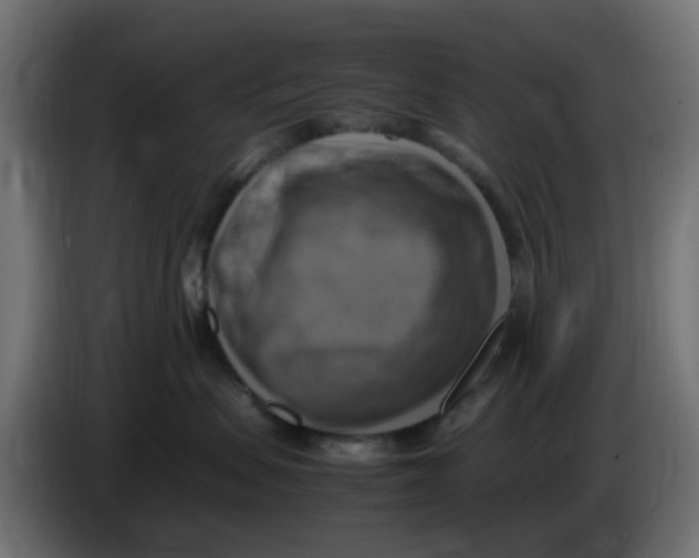 X0000083560479200703021724