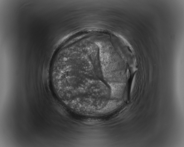 X0000083560487200703021723