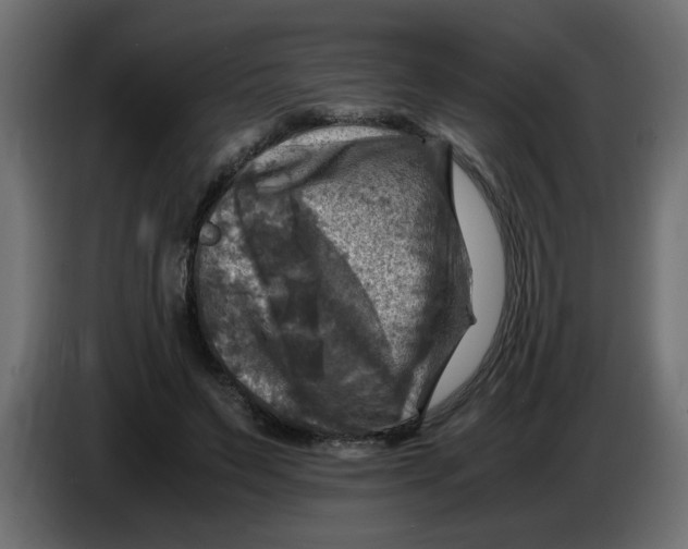 X0000083560495200703021723