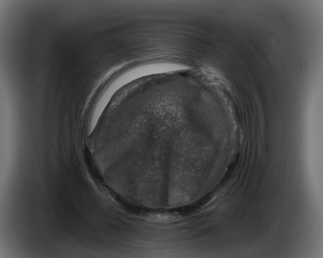 X0000083560540200703021721