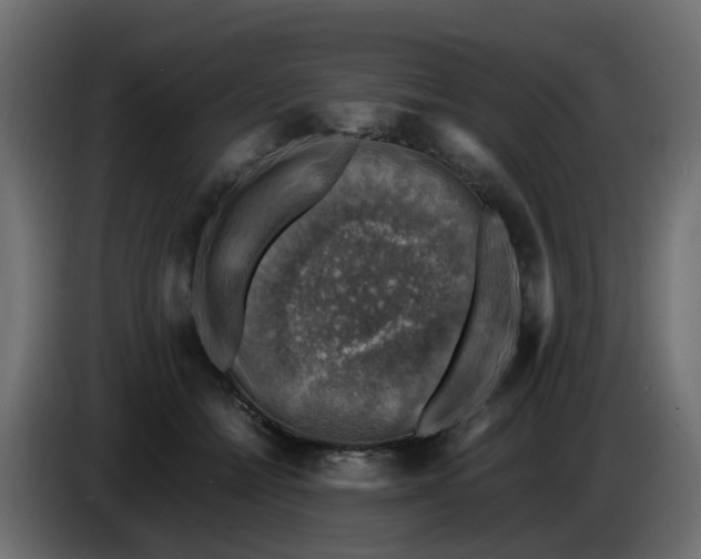 X0000083560558200703021721