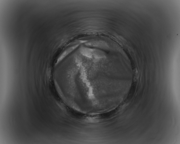 X0000083560560200703021722