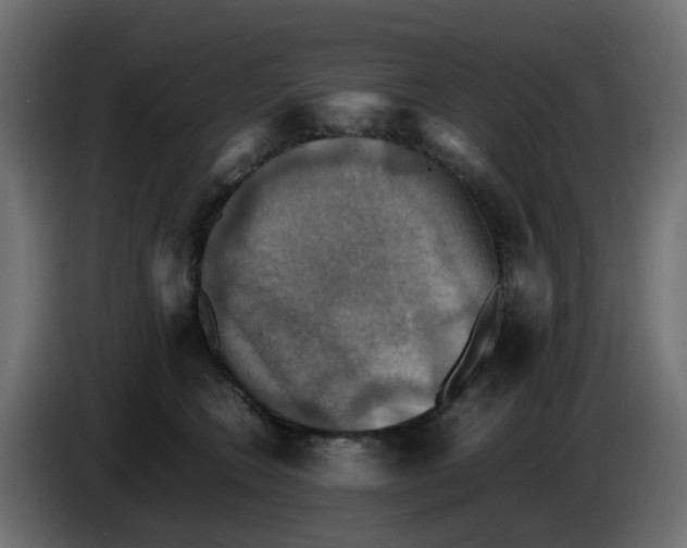 X0000083560566200703021722