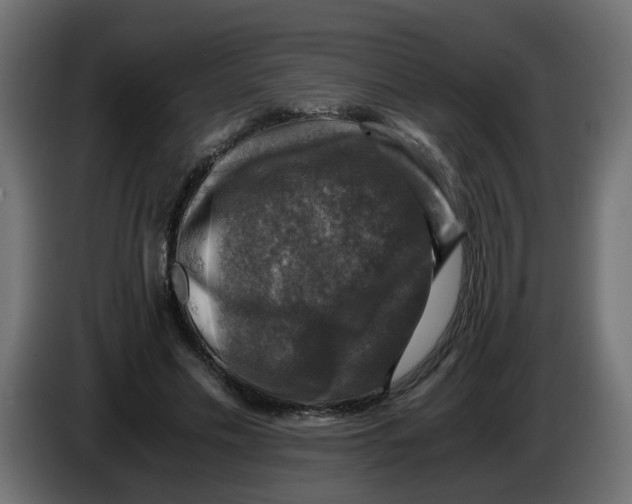 X0000083560589200703021721