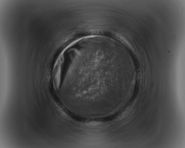 X0000083560593200703021721