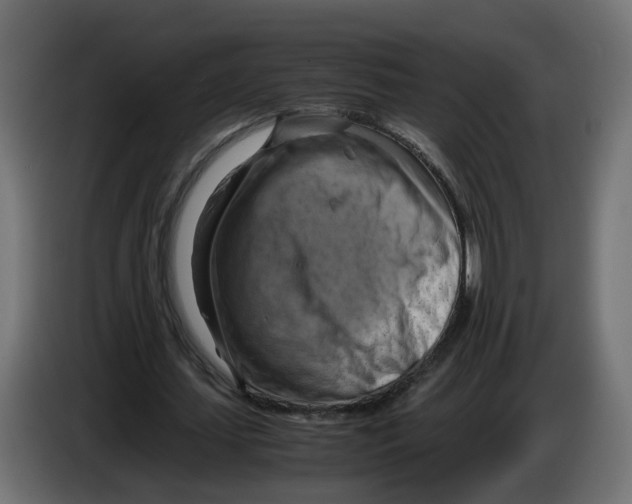 X0000083560627200703021719